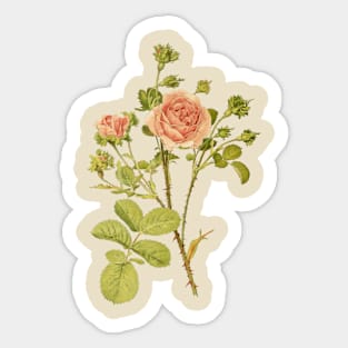 Tea Rose Flower Vintage Botanical Illustration Sticker